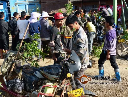 勐海縣茶園套種珍貴樹種 助推“森林勐?！苯ㄔO(shè)