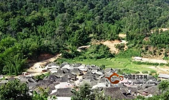 勐腊县易武乡茶产业蓬勃发展