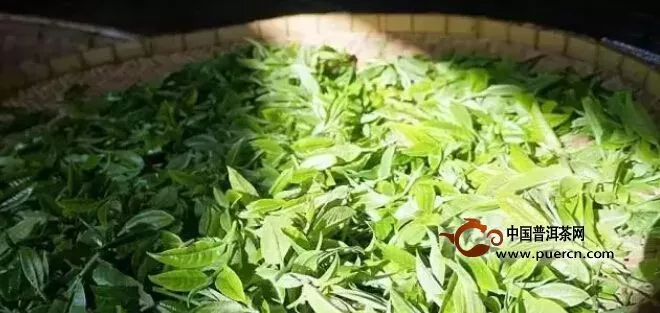 普洱茶是不是绿茶啊？