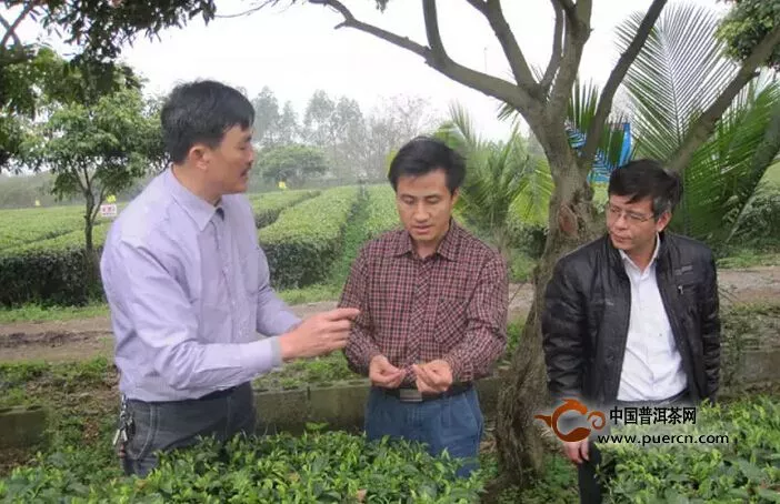 广西贵港依托资源优势加快茶叶产业发展