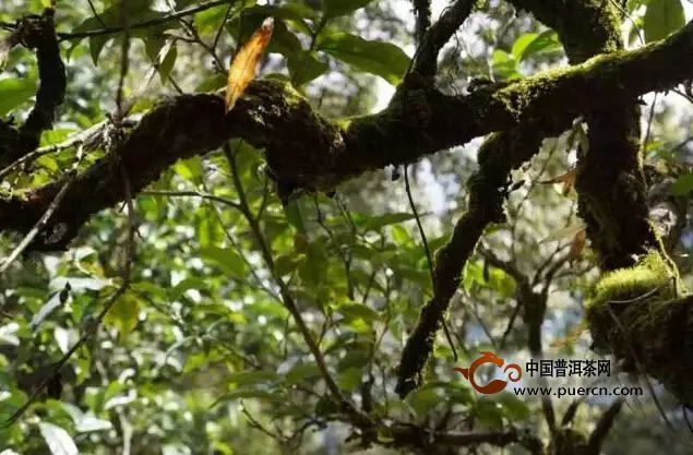 除了古六山，版納茶區(qū)還有些什么茶山？「