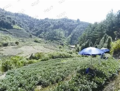 大学生研制新型茶叶闯市场 两年售茶2500多斤