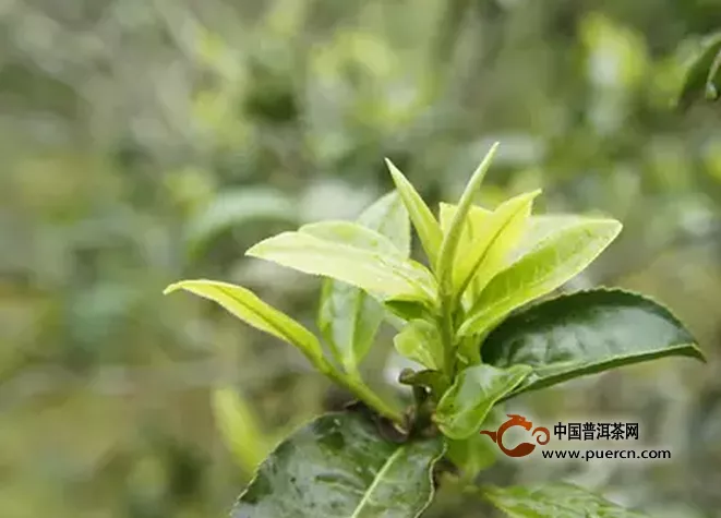 寻茶寻普洱---曼林古茶园