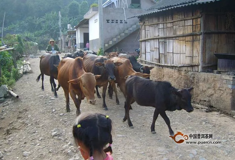 普洱茶村寨之易比自然村