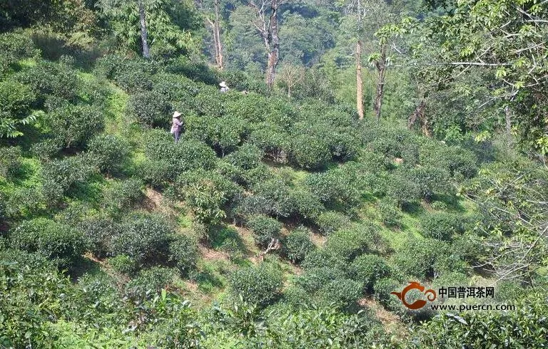 普洱茶村寨之易比自然村