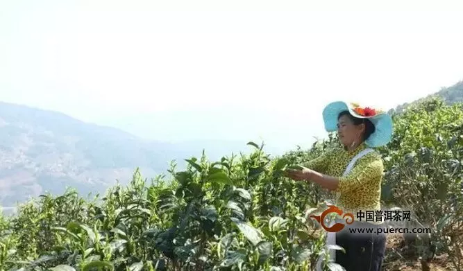 “云南岩茶”杜绝农药化肥，保住最后一方净土