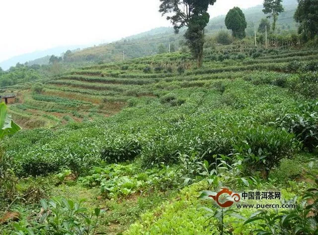 文杏村村情概況