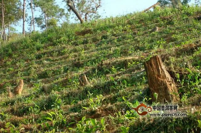 桃子树村情概况