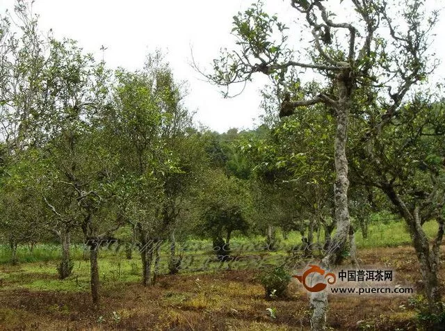 寬宏村村情概況