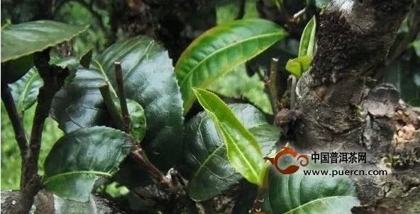 勐宋茶代表性的植树