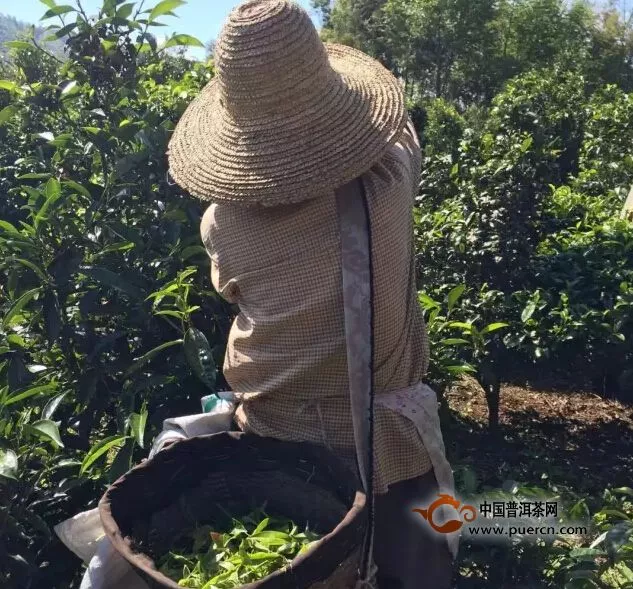 茶馬史詩(shī)編輯部茶文化挖“礦”隊(duì)考察第一站：寧洱困鹿山