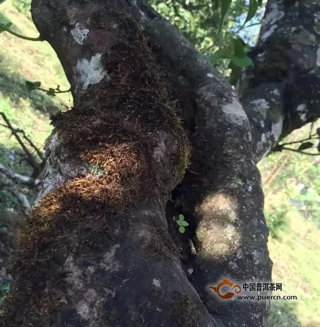 困鹿山古茶園里的古茶樹(shù)