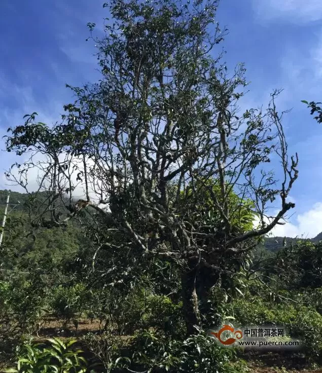 困鹿山古茶園里的古茶樹(shù)