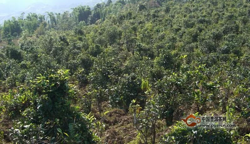 幸福鎮(zhèn)古茶園