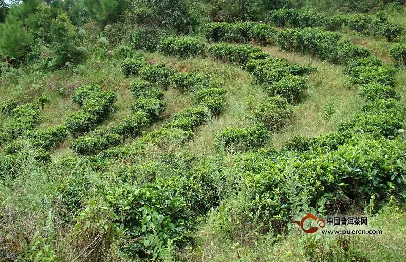 昌寧溫泉古茶園