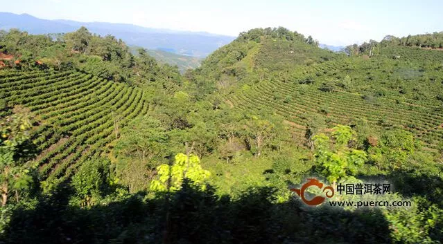 昌寧渀水古茶園