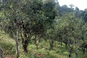 龍壩古茶山