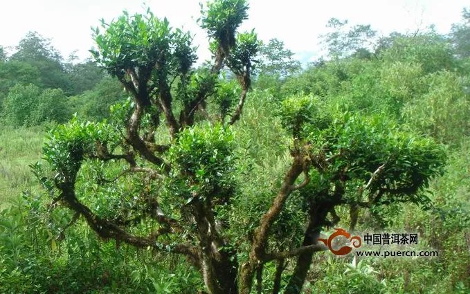 陇川县古茶树群落