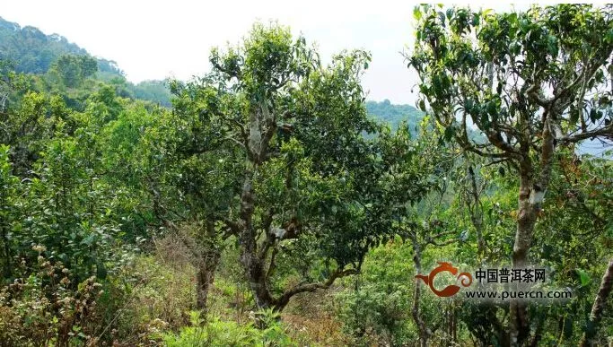 普洱茶山--勐海格朗乡帕沙古茶树