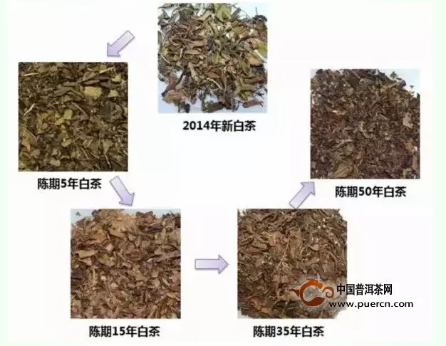 老白茶 鑒別