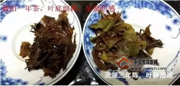 老白茶 鑒別葉底