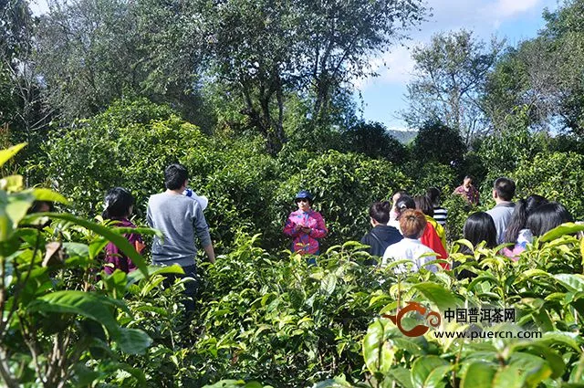 中茶普洱第二期茶山之旅——布朗古茶山