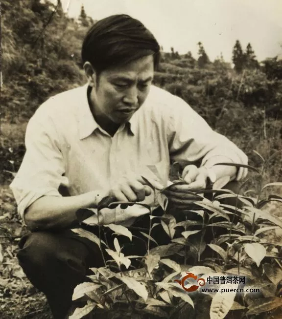 著名茶叶专家杨天炯观察茶树