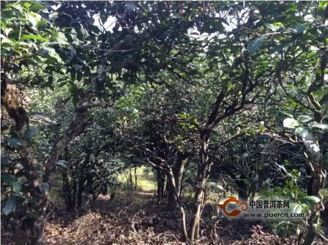 永德大雪山古茶園