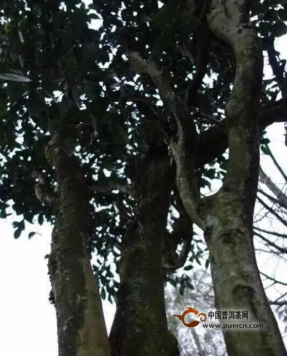 四川野生大茶树