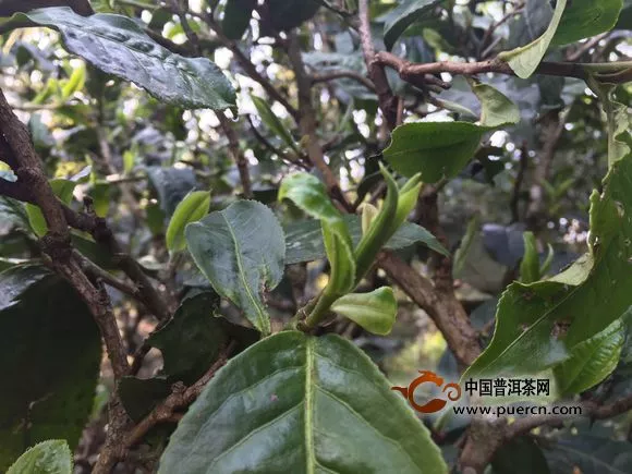 你以为茶山上的日子真的好过吗?