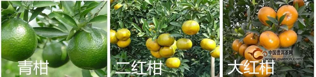 柑仔、青柑和紅柑的區(qū)別，你知道嗎？