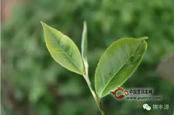 昔歸春茶開秤，茶農(nóng)為啥歡喜寫在臉上？