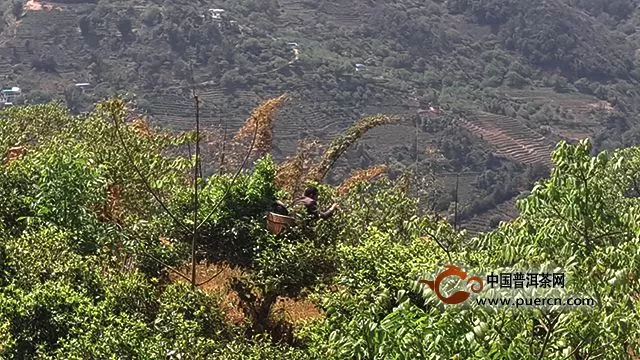 2016年春季普洱茶山行見聞及思路