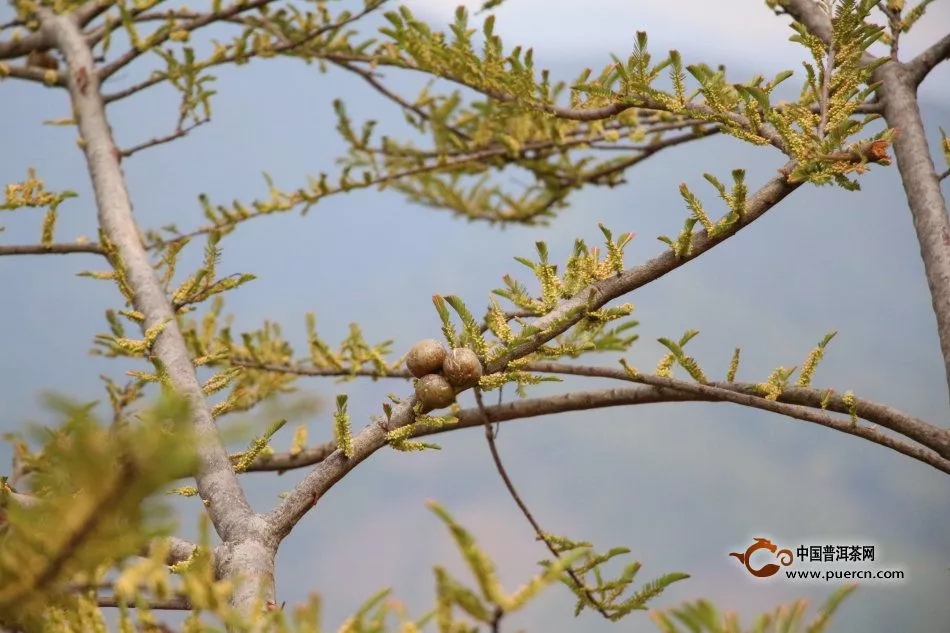 走进双江勐库茶山,游走在唇齿间的普洱茶香