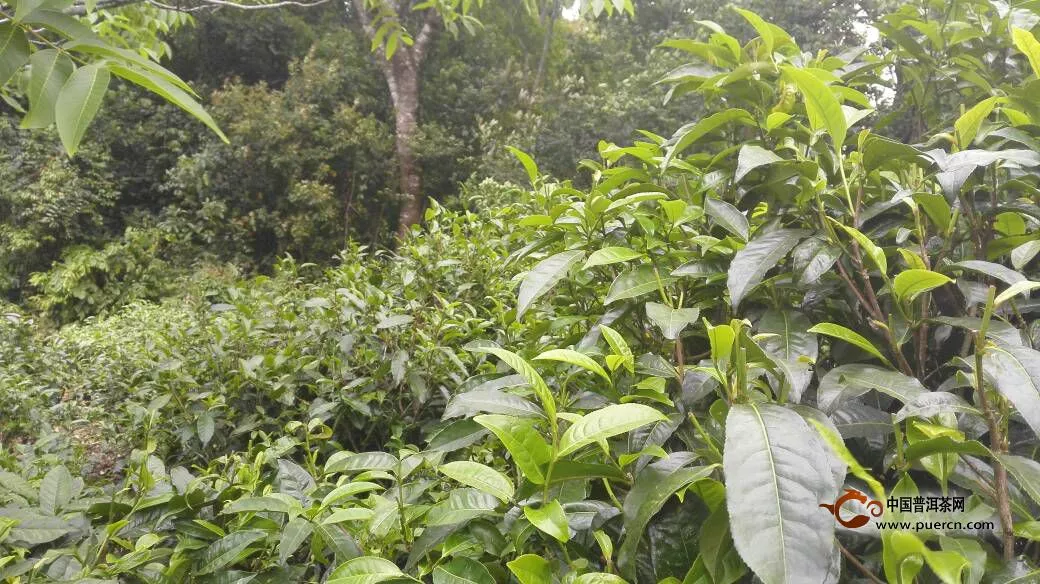 原料价格的回落能否让普洱茶收藏市场得以复苏？