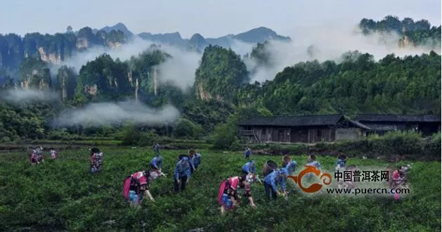 张家界茅岩莓茶产业危机与机遇并存