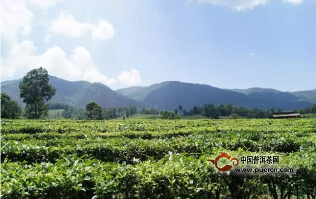 浙江茶博會(huì)帶來茶文化盛宴