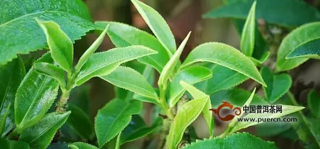 普洱茶葉