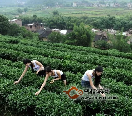 “滇茶进藏”系列活动揭幕 首批20吨边销茶免费送藏区