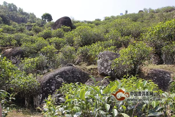 “中国普洱茶第一县”步入品牌时代