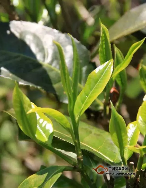 茶葉打假：警惕買到這3種假茶葉