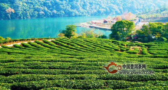 安康富硒茶在第十届西安茶博会备受瞩目