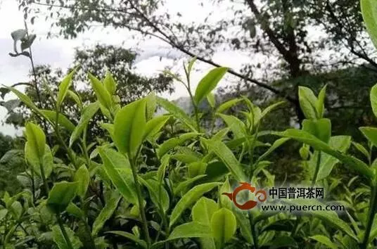 揭秘你不知道的茶行業(yè)六種內(nèi)幕