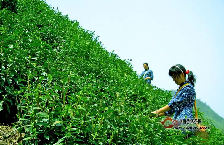 湖南出口歐盟茶葉量5年全國第一