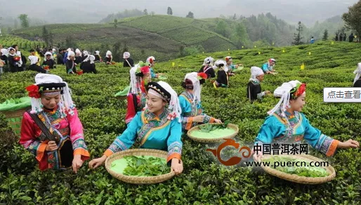 大生态下的贵州茶旅一体化