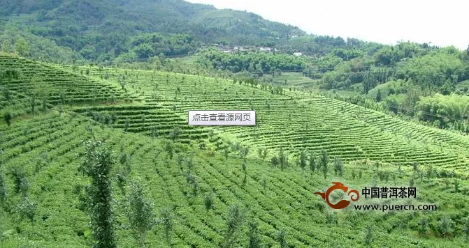 蒲川将建茶文化温泉旅游小镇