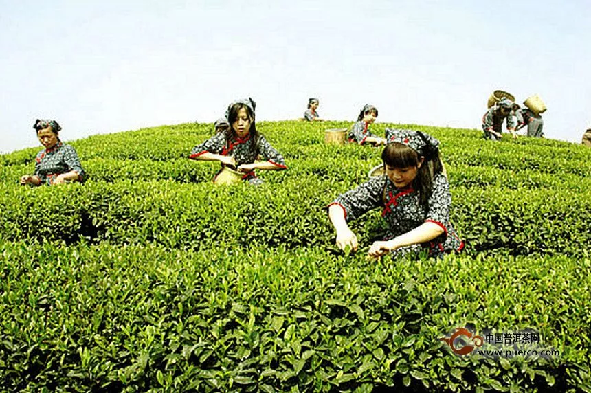 白茶发展应走“群众路线” - 白茶 - 普洱茶网,www.puercn.com