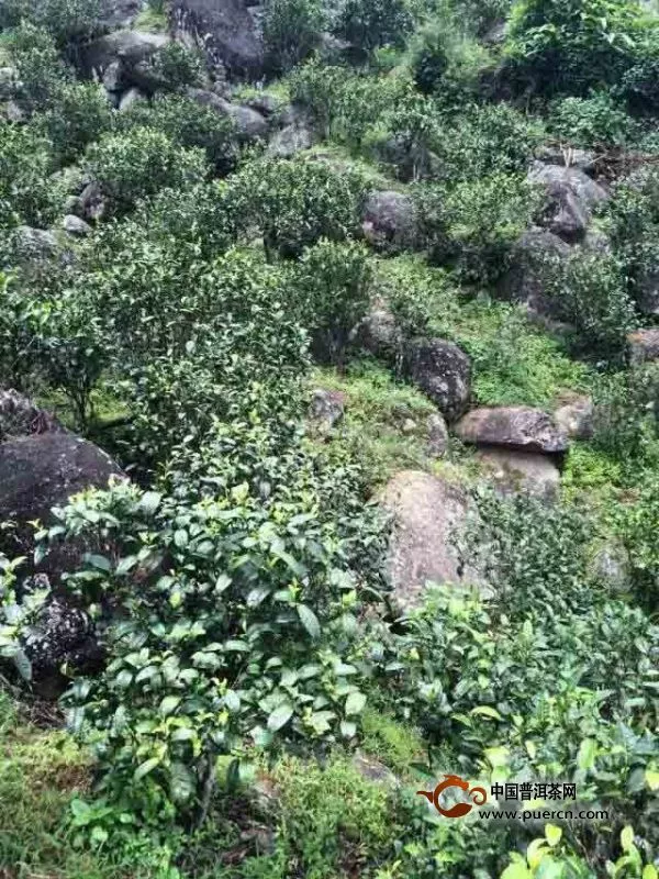 云南巖茶：瀾滄江畔的山石精魂