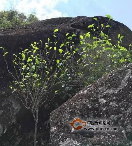 云南巖茶：瀾滄江畔的山石精魂