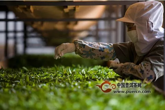 普洱茶市場風波又起，柏聯(lián)莊園茶引領(lǐng)風騷